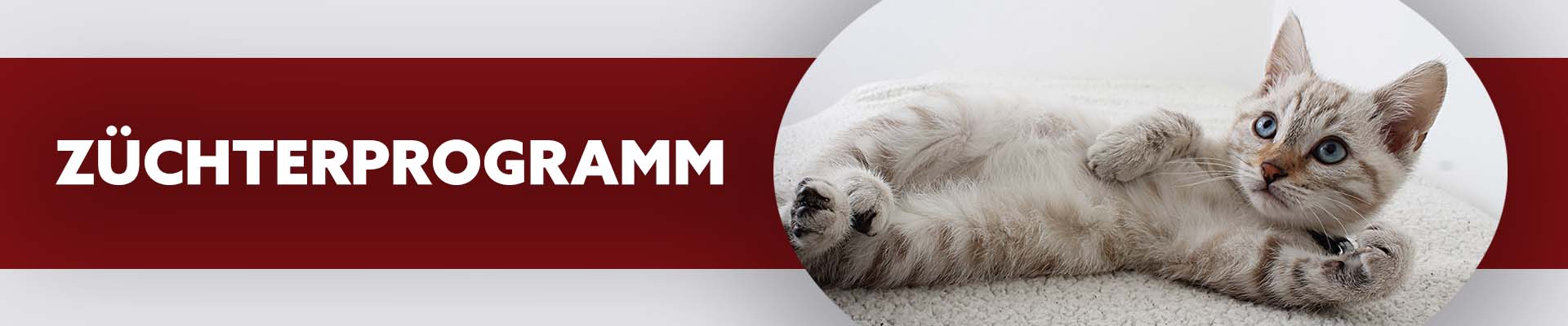 katzenkratzbäume zuchtprogramm